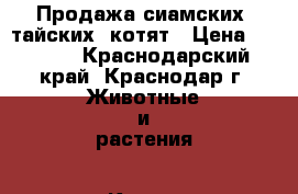 Продажа сиамских (тайских) котят › Цена ­ 1 500 - Краснодарский край, Краснодар г. Животные и растения » Кошки   